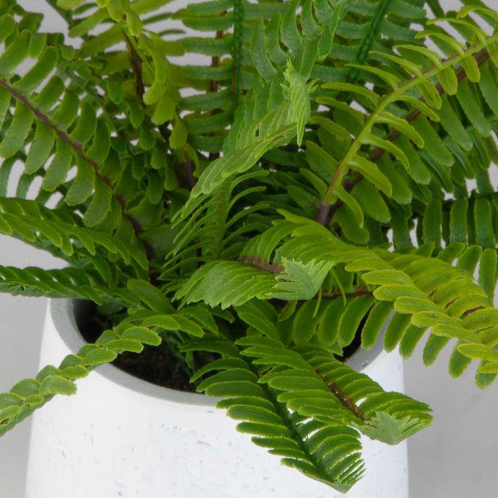 Boston Fern Ceramic Pot White-Home Accents-Uttermost-Lighting Design Store