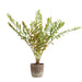 Zamia Planter Rustic-Home Accents-Uttermost-Lighting Design Store