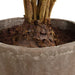 Zamia Planter Rustic-Home Accents-Uttermost-Lighting Design Store
