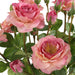 Adoration Rose Bouquet Pink-Home Accents-Uttermost-Lighting Design Store