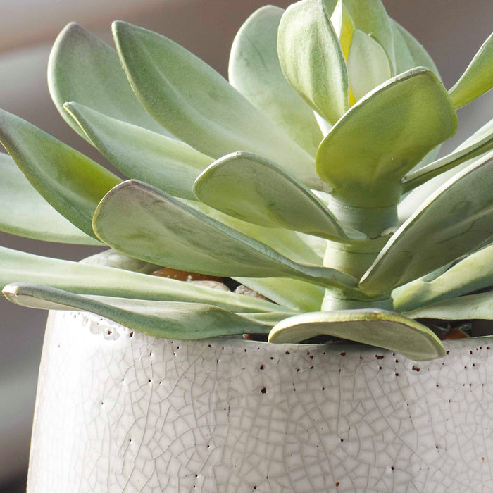 Dudleya Succulent Aged White To Blue Grey-Home Accents-Uttermost-Lighting Design Store