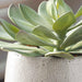 Dudleya Succulent Aged White To Blue Grey-Home Accents-Uttermost-Lighting Design Store
