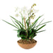 Moth Orchid Planter Natural Brown-Home Accents-Uttermost-Lighting Design Store
