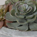 Uttermost - 60212 - Succulent Accent - Peoria - Green And Burgundy Tones