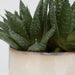 Uttermost - 60213 - Succulent Accent - Doha - Green And Burgundy