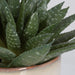 Uttermost - 60213 - Succulent Accent - Doha - Green And Burgundy