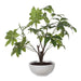 Uttermost - 60225 - Tree - Pachira Money - Glossy White