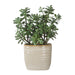 Uttermost - 60226 - Accent Plant - Crassula Jade - Textured Tan