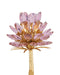 Currey and Company - 5000-0278 - Two Light Wall Sconce - Marilee - Pink/Dutch Gold Leaf