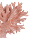Currey and Company - 1200-1082 - Coral Set of 2 - Coral - Coral/Clear