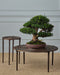 Currey and Company - 4000-0257 - Cocktail Table - Unity - Antique Bronze/Dark Bronze
