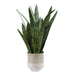 Uttermost - 60271 - Accent Plant - Sansera Snake - Beige And Tan