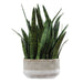Uttermost - 60271 - Accent Plant - Sansera Snake - Beige And Tan