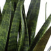 Uttermost - 60271 - Accent Plant - Sansera Snake - Beige And Tan