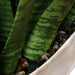 Uttermost - 60271 - Accent Plant - Sansera Snake - Beige And Tan