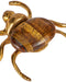 Currey and Company - 1200-1118 - Colony Set of 3 - Beetle - Polished Brass / Natural
