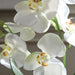 Uttermost - 60280 - Orchid Drop-In - Laris - White
