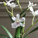 Uttermost - 60281 - Orchid Drop-In - Clovis - White