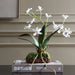 Uttermost - 60281 - Orchid Drop-In - Clovis - White