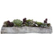Uttermost - 60174 - Succulents - Charita - Greens And Burgundy