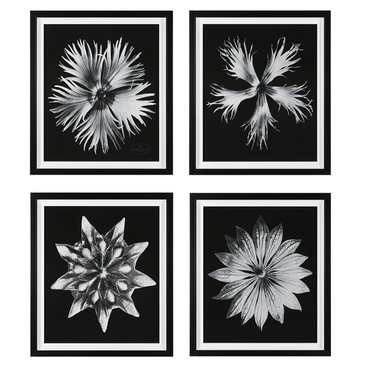 Uttermost - 41427 - Framed Prints - Contemporary Floret - Black And White