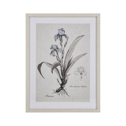 ELK Home - S0056-10633 - Framed Wall Art - Iris Botanic - Multicolor