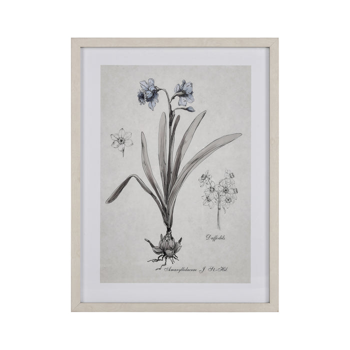ELK Home - S0056-10634 - Framed Wall Art - Daffodil Botanic - Multicolor