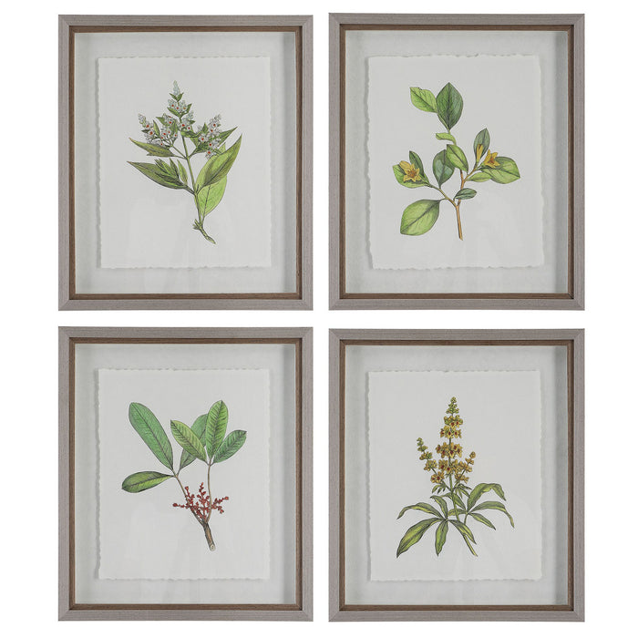 Uttermost - 41461 - Framed Prints, S/4 - Wildflower Study - Light Gray