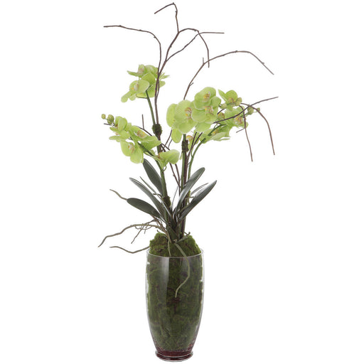 Uttermost - 60199 - Artificial Flower - Valdive - Clear
