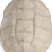 Regina Andrew - 21-1044IV - Objet - Turtle - Bleached