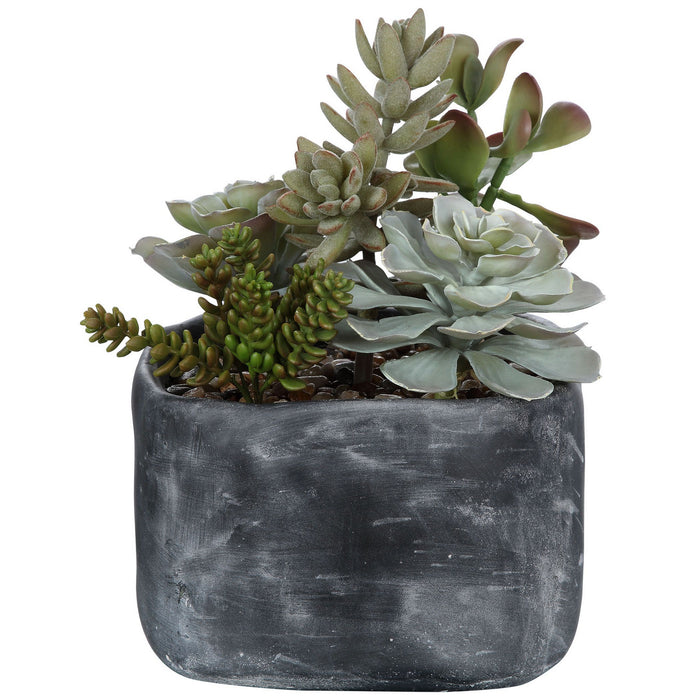 Uttermost - 60173 - Succulents - Alverio - Charcoal Gray