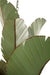 Varaluz - 901C12 - 12 Light Chandelier - Banana Leaf - Banana Leaf